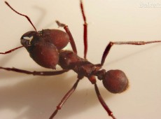 As formigas de Vitória